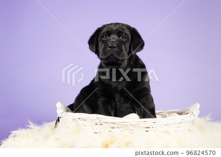 Black labrador puppy sitting in a white basket with feathers on a lavender purple background looking at the camera Black labrador puppy sitting in a white basket with feathers on a lavender purple background looking at the camera 96824570