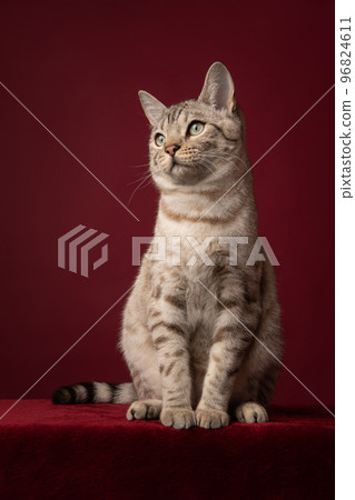 Snow bengal purebred cat sitting on a burgundy red background 96824611