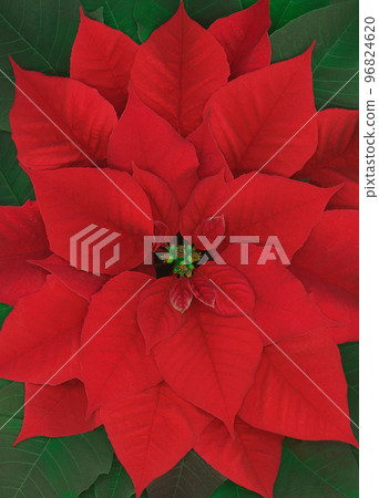 Arrangement with a single red poinsettia flower and green leaves Arrangement with a single red poinsettia flower and green leaves 96824620