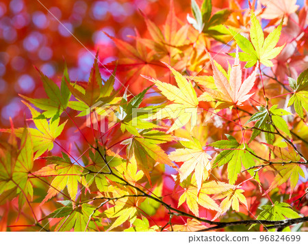 Autumn scenery Beautiful colorful autumn leaves Autumn scenery Beautiful colorful autumn leaves 96824699