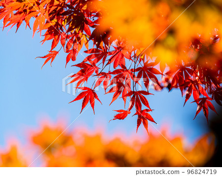 秋天的風景 美麗多彩的秋葉 96824719