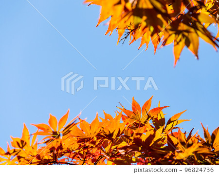 秋天的風景 美麗多彩的秋葉 秋天的風景 美麗多彩的秋葉 96824736