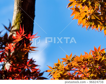 Autumn scenery Beautiful colorful autumn leaves Autumn scenery Beautiful colorful autumn leaves 96824738