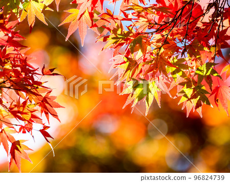 Autumn scenery Beautiful colorful autumn leaves Autumn scenery Beautiful colorful autumn leaves 96824739