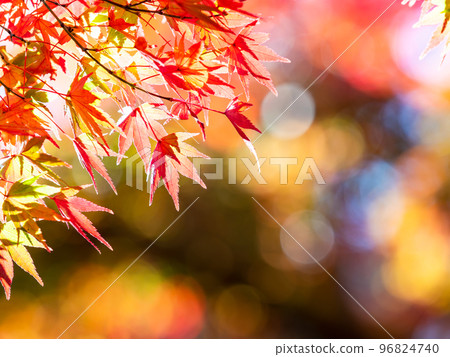 秋天的風景 美麗多彩的秋葉 秋天的風景 美麗多彩的秋葉 96824740
