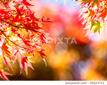 秋天的風景 美麗多彩的秋葉 秋天的風景 美麗多彩的秋葉 96824741