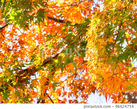 秋天的風景 美麗多彩的秋葉 96824754