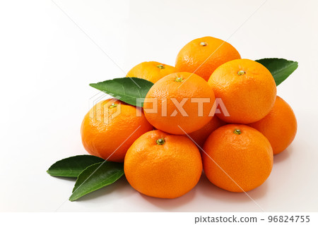 白底葉溫州柑橘 96824755