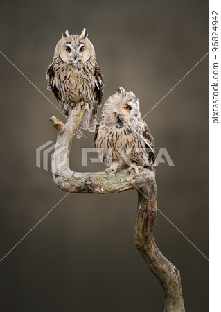Long-eared owls resting looking at the camera sitting outdoors on a branch 96824942