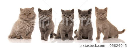 Five pretty british shorthair kittens looking at the camera isolated on a white background Five pretty british shorthair kittens looking at the camera isolated on a white background 96824943
