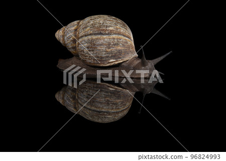 Giant african snail seen from the side on a black background with reflection 96824993