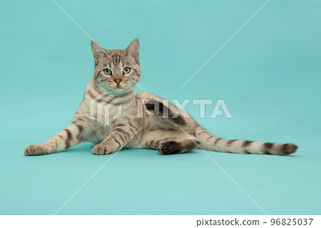Pretty snow bengal purebred cat laying down on a blue background looking at the camera Pretty snow bengal purebred cat laying down on a blue background looking at the camera 96825037