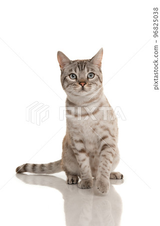 Snow bengal purebred cat looking up sitting on a white background 96825038