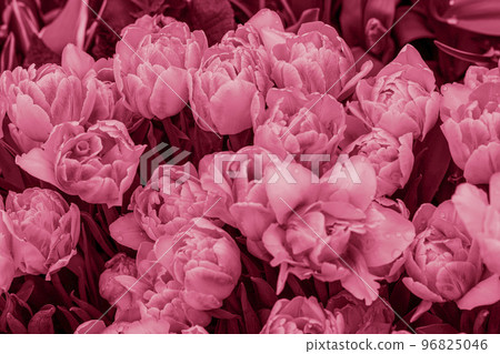 Blurred natural floral background. Viva magenta modern color 96825046