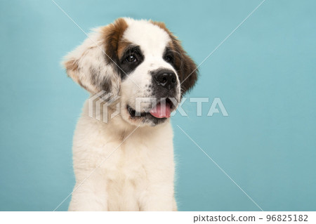 Portrait of a Saint Bernard puppy dog looking away with its tongue sticking out on a blue background Portrait of a Saint Bernard puppy dog looking away with its tongue sticking out on a blue background 96825182