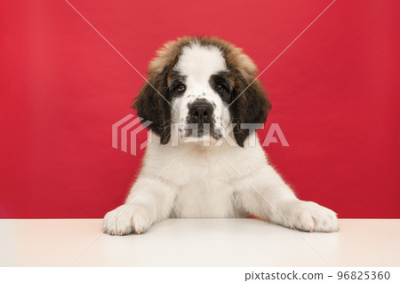 Saint Bernard puppy portrait on a red and white background 96825360
