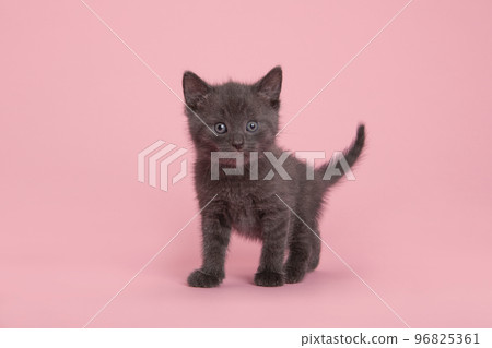 Cute grey kitten looking at the camera standing on a pink background 96825361