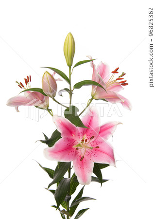 Flowering pink lily flower isolated on a white background 96825362
