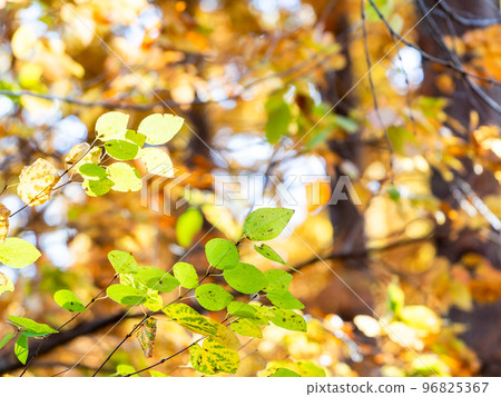 秋天風景在灌木叢的美麗的秋葉 96825367