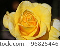 yellow rose in full bloom 96825446