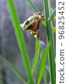 A tree frog holding on to grass 96825452