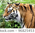 a tiger in the grass 96825453
