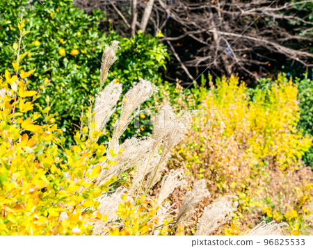 Autumn scenery: spikes of pampas grass blooming in the autumn leaves of clover 96825533