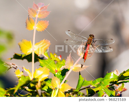Autumn scenery A red dragonfly perched on a leaf illuminated by the sun Autumn scenery A red dragonfly perched on a leaf illuminated by the sun 96825589