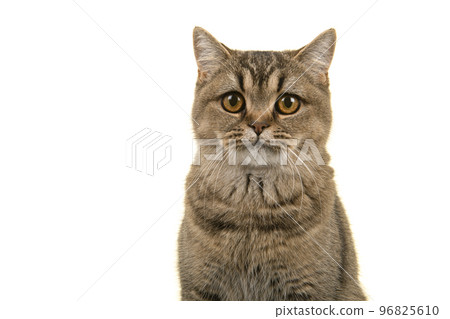 Portrait of a P\pretty british shorthaired cat looking at the camera isolatd on a white background 96825610
