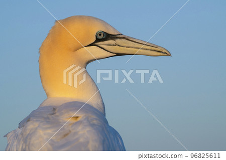 Portrait of a  northern gannet seen from the side againt a blue sky 96825611