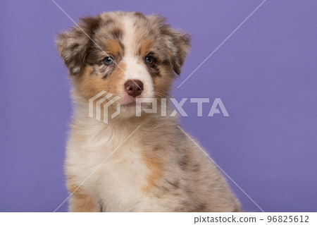 Portrait of cute australian shepherd puppy looking at the camera on a purple background 96825612
