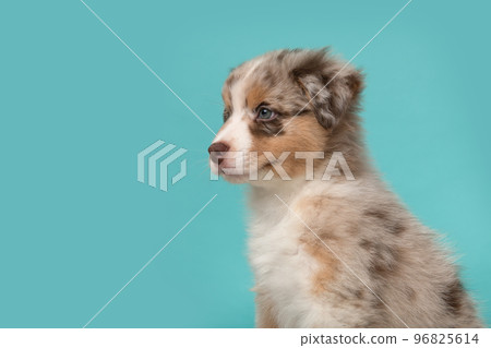 Portrait of cute australian shepherd puppy looking away on a blue background with space for copy Portrait of cute australian shepherd puppy looking away on a blue background with space for copy 96825614
