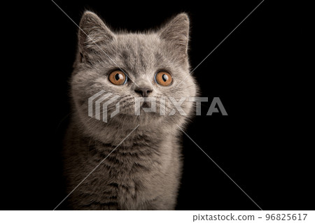 Portrait of a grey british shorthaired kitten with golden eyes looking away on a black background Portrait of a grey british shorthaired kitten with golden eyes looking away on a black background 96825617