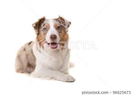 Pretty australian shepherd dog  looking at the camera lying down isolated on a white background 96825673
