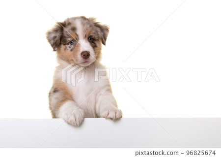Portrait of cute australian shepherd puppy looking at the camera  isolated on a white background 96825674