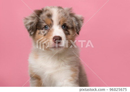 Portrait of cute australian shepherd puppy looking at the camera on a pink background 96825675