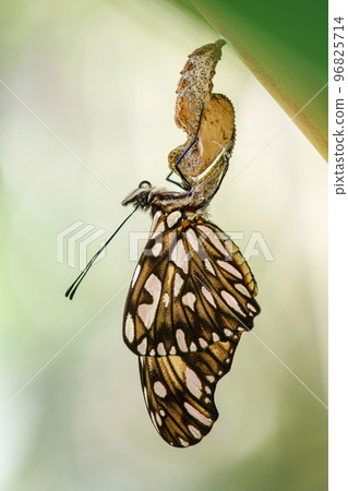 Passion butterfly hatching out  from its cocoon or pupa 96825714
