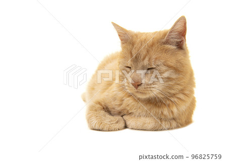 Adult ginger sleeping cat seen from the front lying down isolated on a white background Adult ginger sleeping cat seen from the front lying down isolated on a white background 96825759