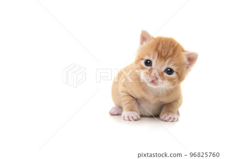 Adorable three weeks old ginger kitten looking at the camera isolated on a white background Adorable three weeks old ginger kitten looking at the camera isolated on a white background 96825760