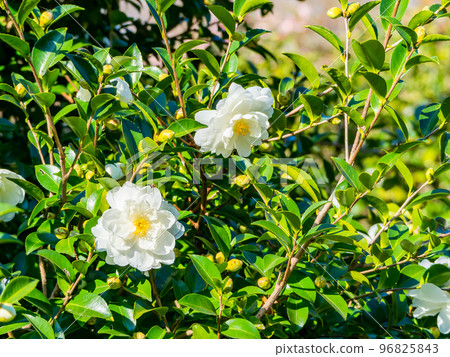 Early winter scenery Sasanqua in full bloom 96825843