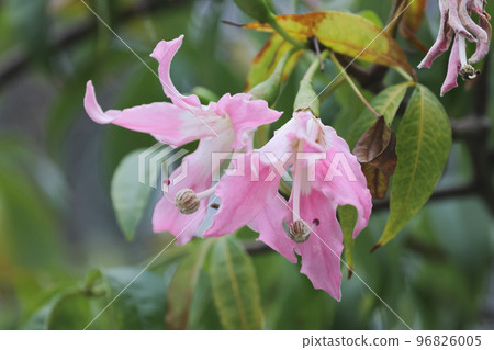 pink large flowers Chorisia or Ceiba speciosa growing on a tree 96826005