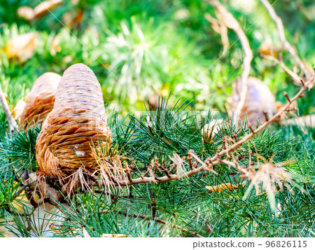 Autumn scenery Large pine cones with cedar shades open 96826115