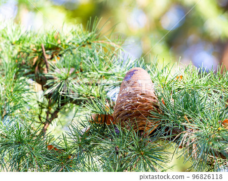 Autumn scenery Large pine cones with cedar shades open 96826118