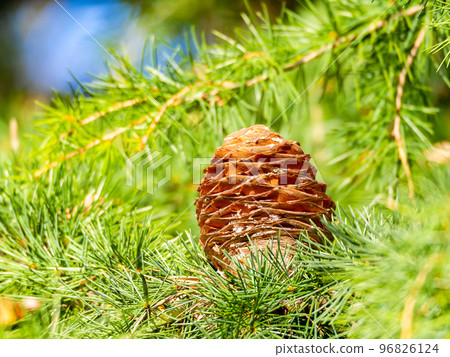 Autumn scenery Large pine cones with cedar shades open Autumn scenery Large pine cones with cedar shades open 96826124