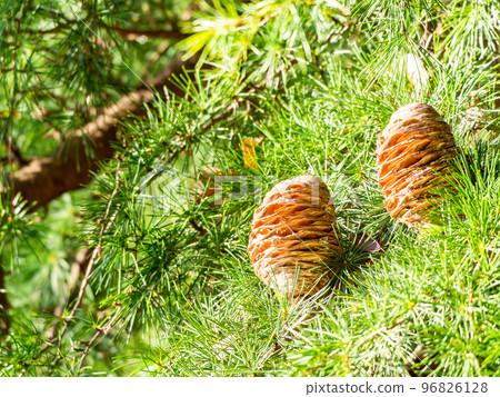秋天風景有雪松樹蔭的大松果開放 96826128