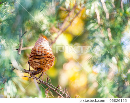 Autumn scenery Large pine cones with cedar shades open Autumn scenery Large pine cones with cedar shades open 96826133