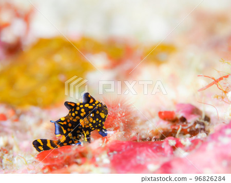 Juvenile Black-eyed Frog Monkfish Black Juvenile Black-eyed Frog Monkfish Black 96826284