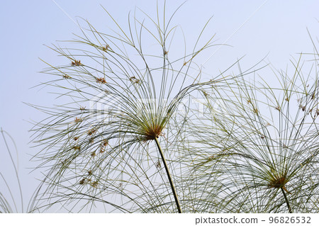 Papyrus sedge Papyrus sedge 96826532