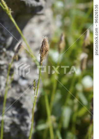 Wood sedge Wood sedge 96826536