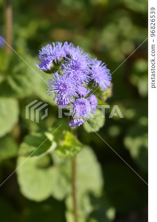 Floss Flower 96826539